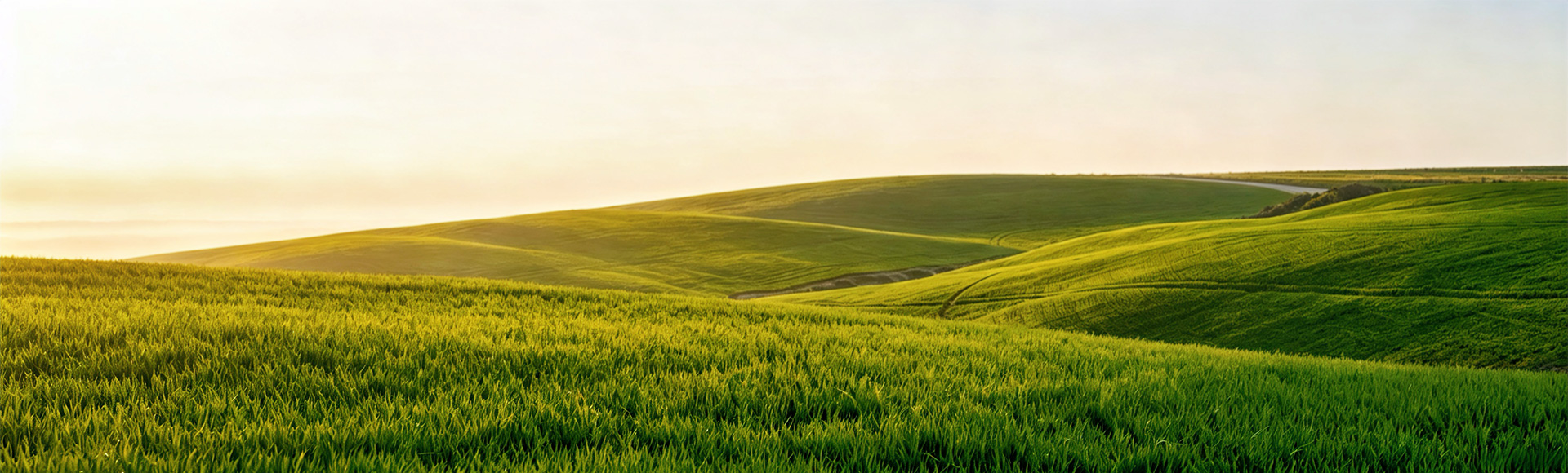banner.jpg